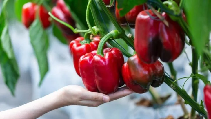 17 Summer Veggies That Thrive in Heat (No Shade Required)