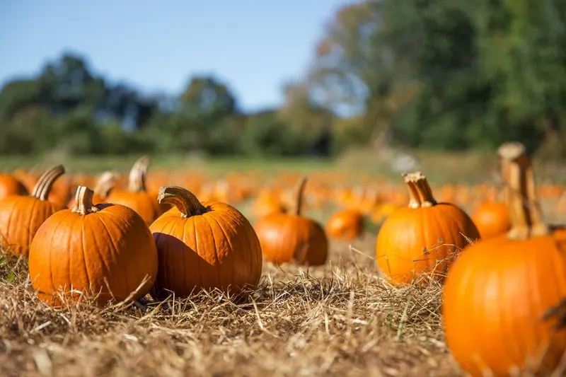 Pumpkin