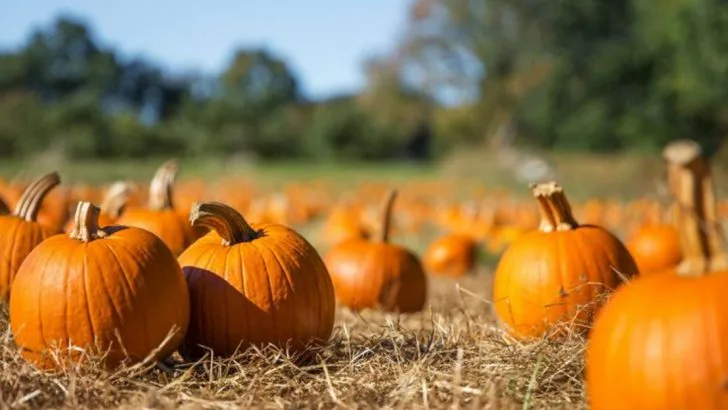 17 Vegetables That Need Way More Space Than You Think