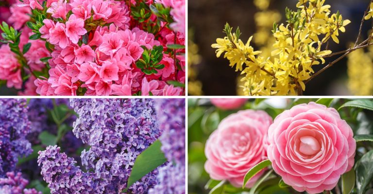 17 Flowering Shrubs That Bloom More Reliably Than Hydrangeas