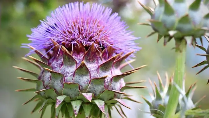 17 Forgotten Vegetables Your Grandparents Grew That Deserve a Comeback