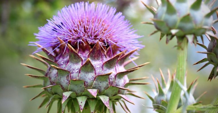17 Forgotten Vegetables Your Grandparents Grew That Deserve a Comeback