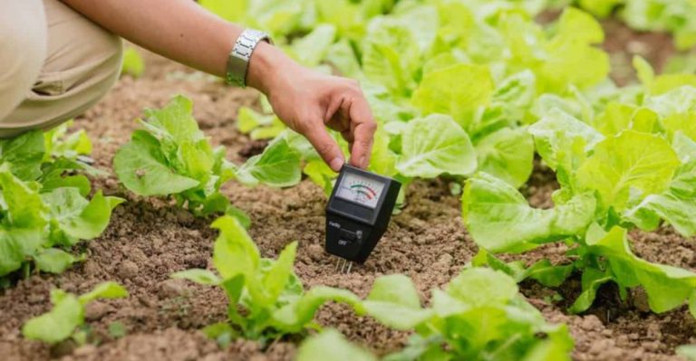 17 Garden Mistakes That Make You Look Like a Beginner (And How Pros Fix Them)