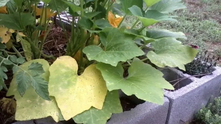 17 Garden ‘Problems’ That Are Actually Signs Your Garden is Thriving