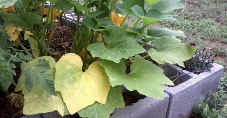 17 Garden ‘Problems’ That Are Actually Signs Your Garden is Thriving