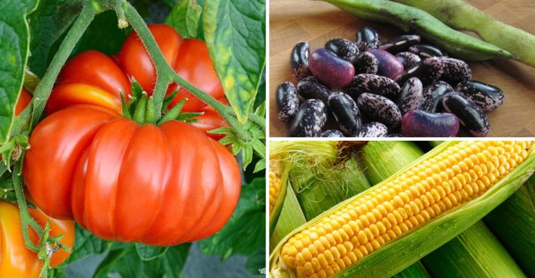 17 Heritage Plants Your Grandparents Grew (That Outperform Modern Varieties)
