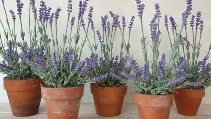 17 Plants That Actually Prefer Clay Pots Over Plastic Ones