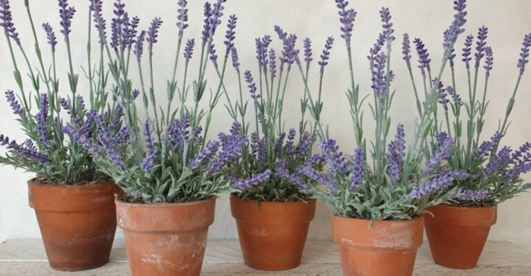 17 Plants That Actually Prefer Clay Pots Over Plastic Ones