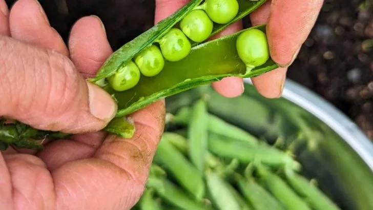 17 Plants That Fertilize the Soil for You (Nature’s Hardest Workers)