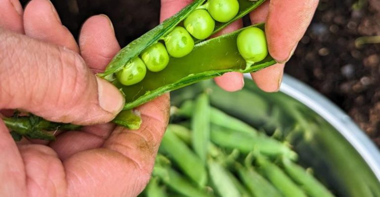 17 Plants That Fertilize the Soil for You (Nature’s Hardest Workers)