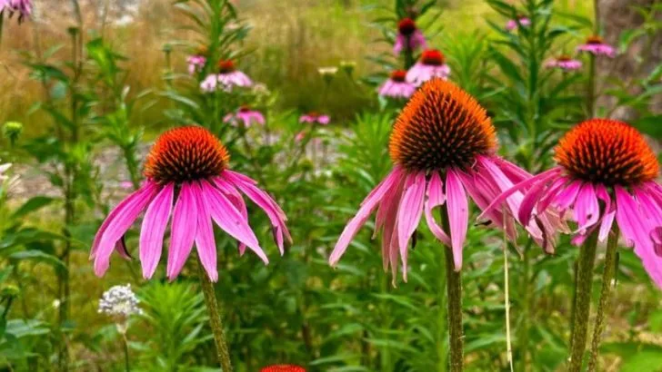 17 Plants That Thrive in Cracked, Rocky Soil (No Amendments Needed)