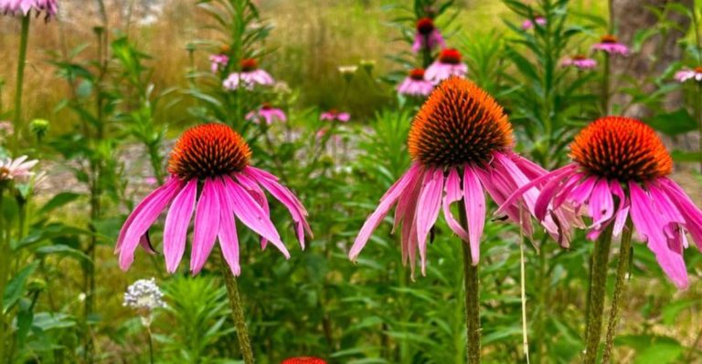 17 Plants That Thrive in Cracked, Rocky Soil (No Amendments Needed)