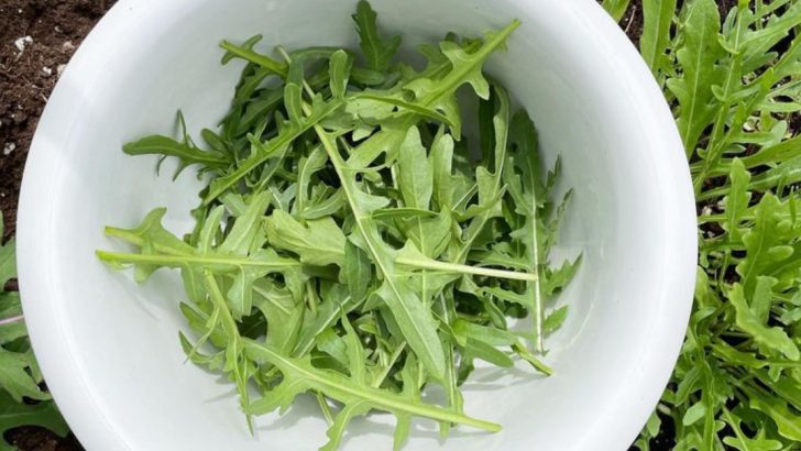 17 Quick-Growing Summer Vegetables You Can Direct Sow Right Now for August Harvest
