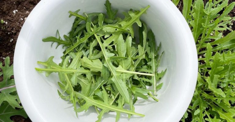 17 Quick-Growing Summer Vegetables You Can Direct Sow Right Now for August Harvest