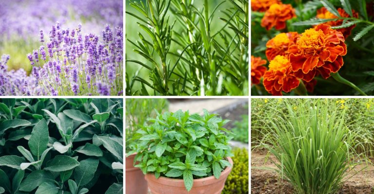 17 Tick-Proof Plants That Create Safe Zones Around Your Home