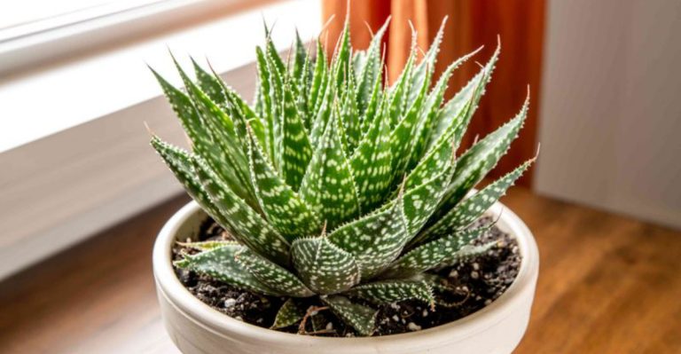 18 Caregiver-Friendly Plants That Don’t Add to Your Stress