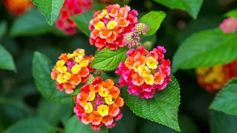 Lantana