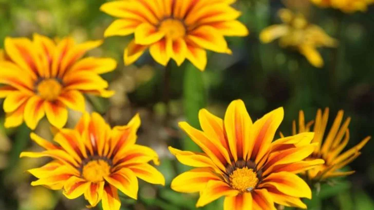 18 Container Plants That Thrive During May Heat Spikes When Others Wilt