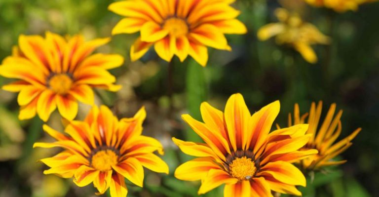 18 Container Plants That Thrive During May Heat Spikes When Others Wilt