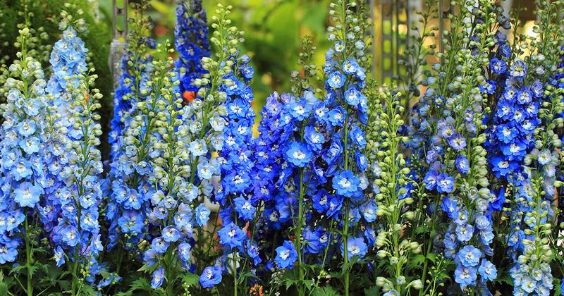 Delphinium