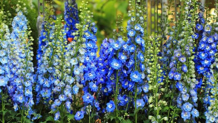 18 Flowers That Look Great in Pots—But Hate Being There