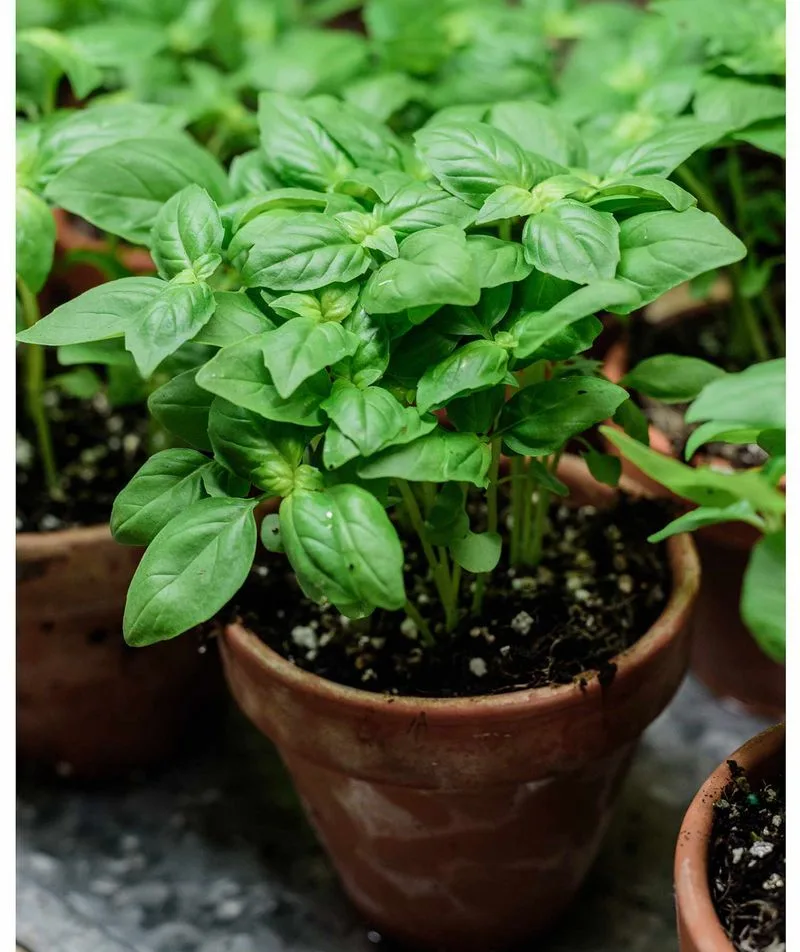 Basil