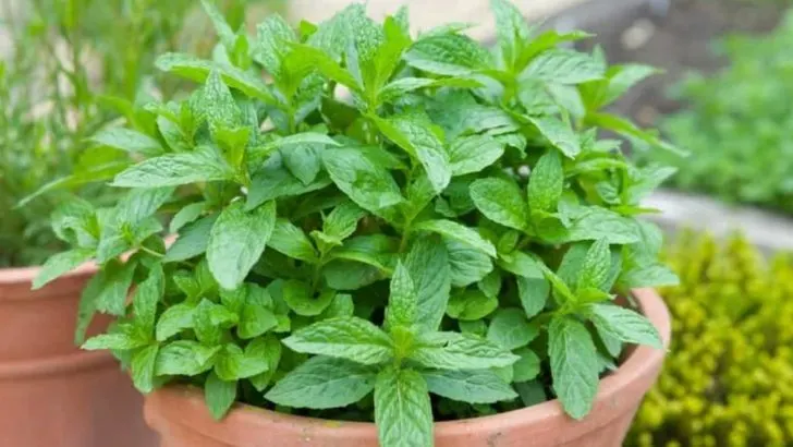 18 Herbs That Actually Repel Pests Better Than Chemicals