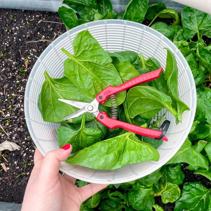 Spinach
