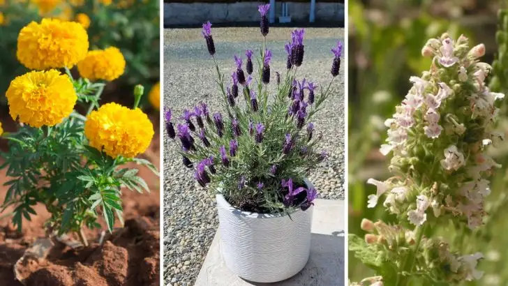 18 Flowers That Repel Mosquitoes (And Still Look Beautiful All Season)