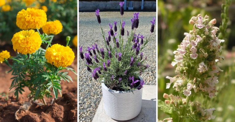 18 Flowers That Repel Mosquitoes (And Still Look Beautiful All Season)
