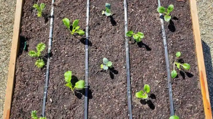 18 Garden Tasks You Must Do by Memorial Day