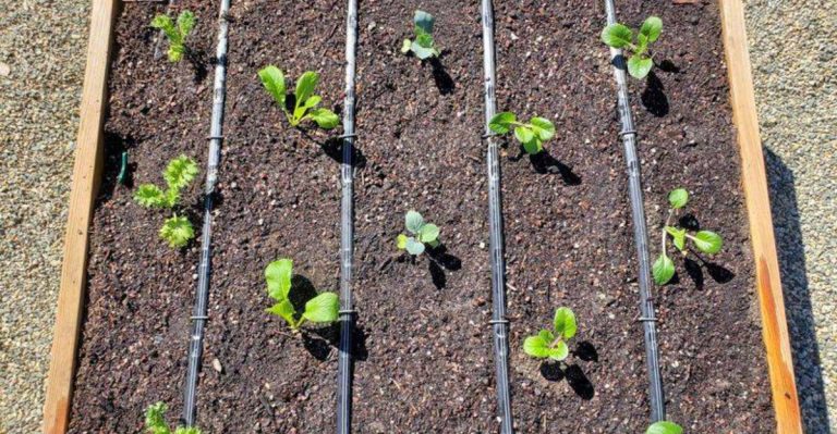 18 Garden Tasks You Must Do by Memorial Day
