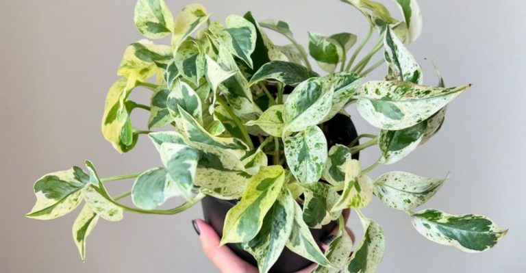 18 Plant Substitutes That Cost Half the Price and Perform Twice as Well