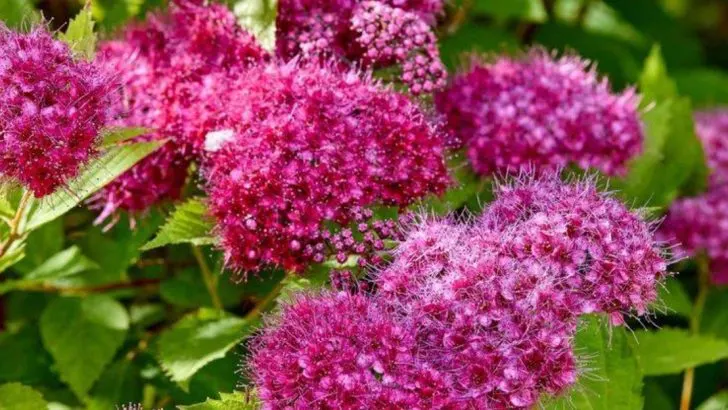 18 Shrubs Professional Landscapers Use That Look Expensive but Cost Almost Nothing