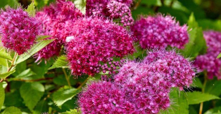 18 Shrubs Professional Landscapers Use That Look Expensive but Cost Almost Nothing