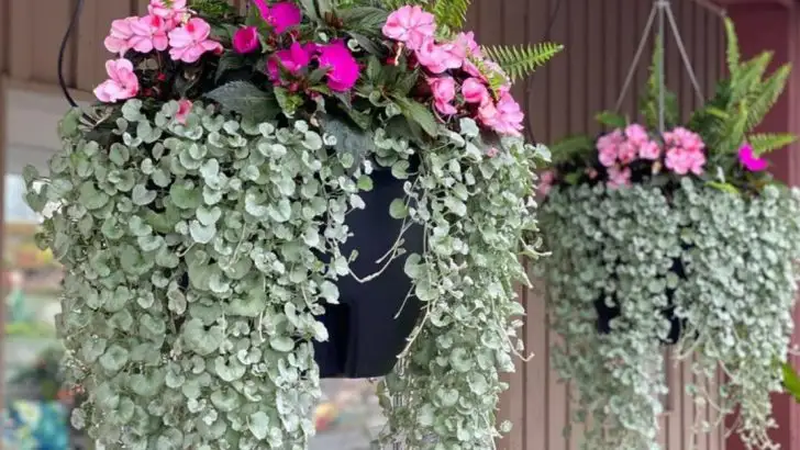 19 Trailing Plants That Create Stunning Cascades