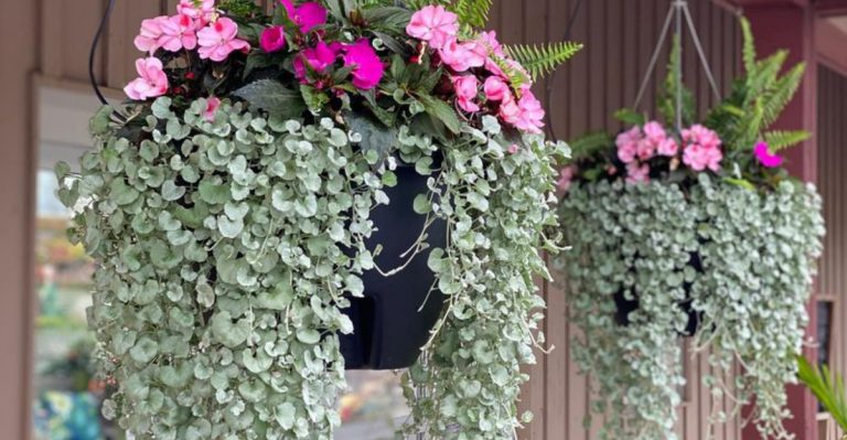 19 Trailing Plants That Create Stunning Cascades