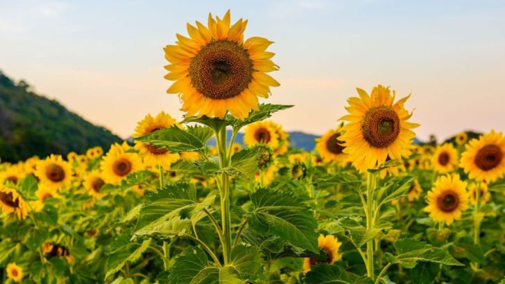 19 One-Dollar Seeds That Grow Into Hundred-Dollar Landscape Features