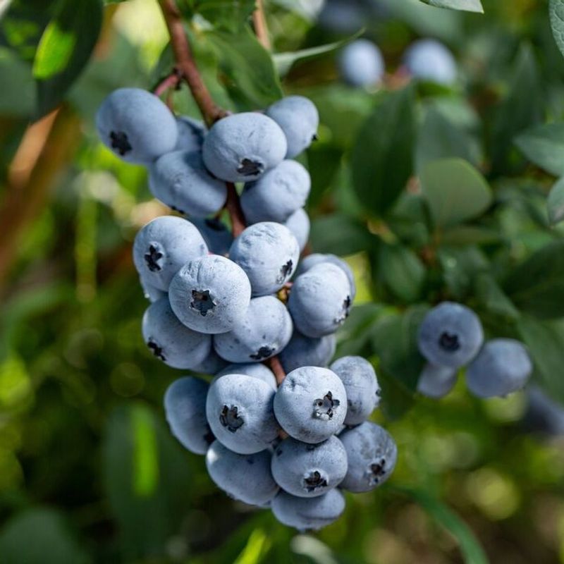 2. Berry Bushes