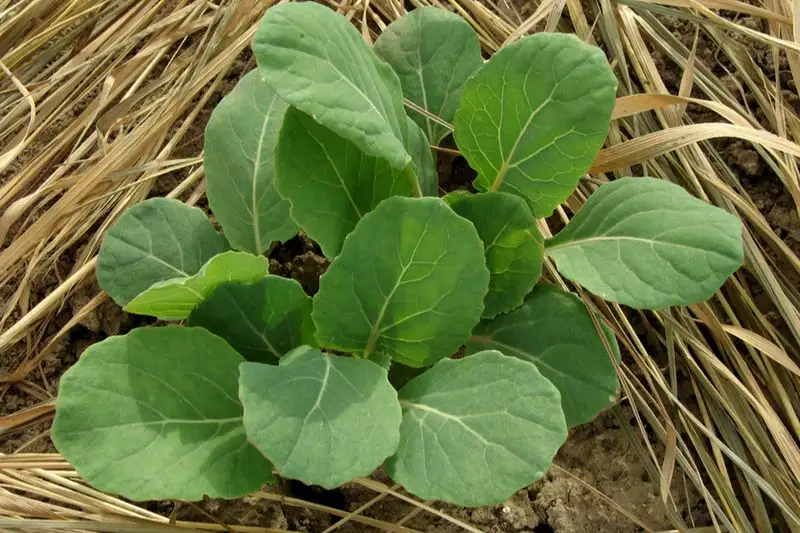 3. The Magic of Mulching