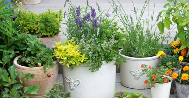 20 Container Gardening Mistakes That Nobody Talks About