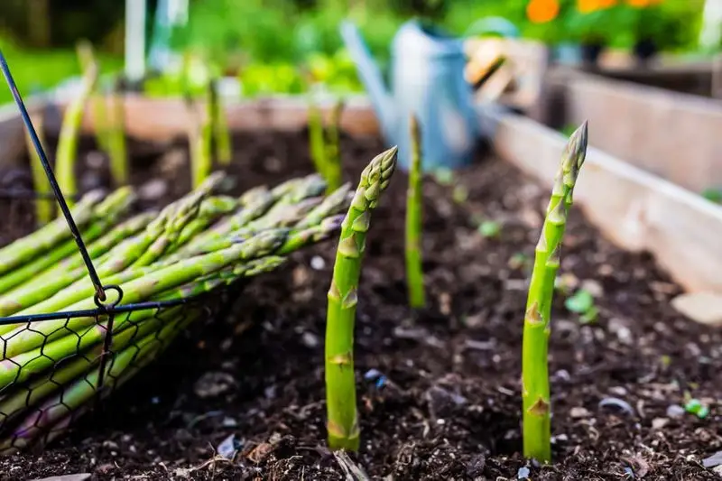 Asparagus