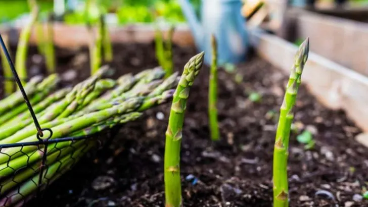 20 Edible Perennials That Come Back Stronger Every Year