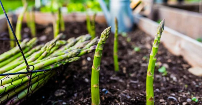 20 Edible Perennials That Come Back Stronger Every Year