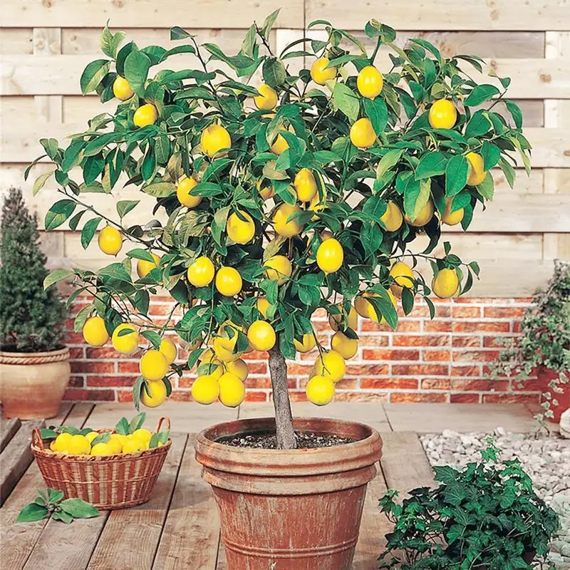 Dwarf Meyer Lemon