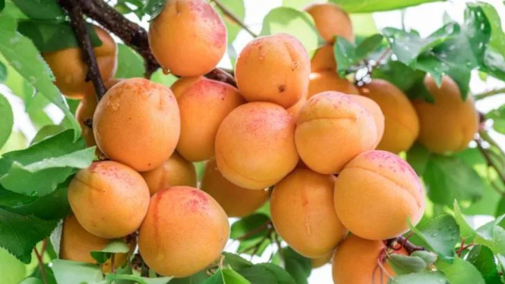 20 Fast-Growing Fruit Trees Perfect for Containers (Harvest in Year 1)