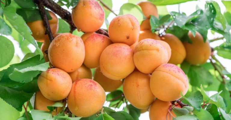 20 Fast-Growing Fruit Trees Perfect for Containers (Harvest in Year 1)