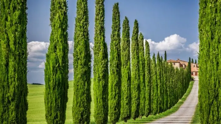 20 Fast-Growing Privacy Plants for Neighbors Who Suddenly Built a Deck Overlooking Your Yard