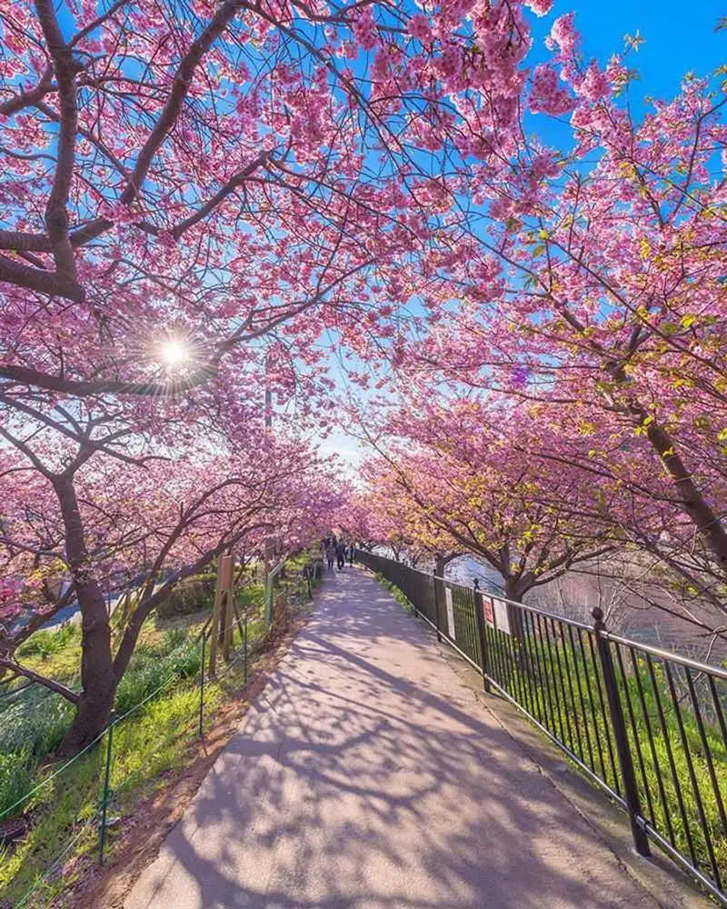Sakura (Cherry Blossoms)