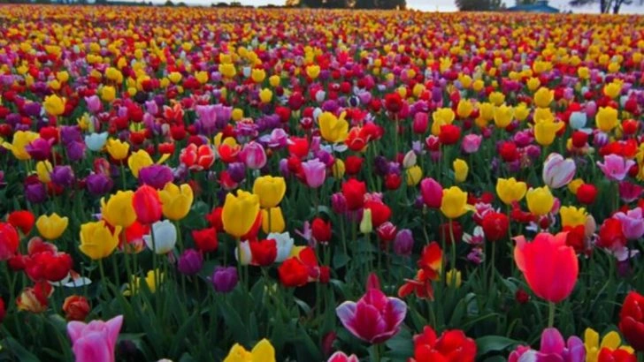 20 Gorgeous Plants That Only Look Good for 2 Weeks a Year – Are They Worth It?